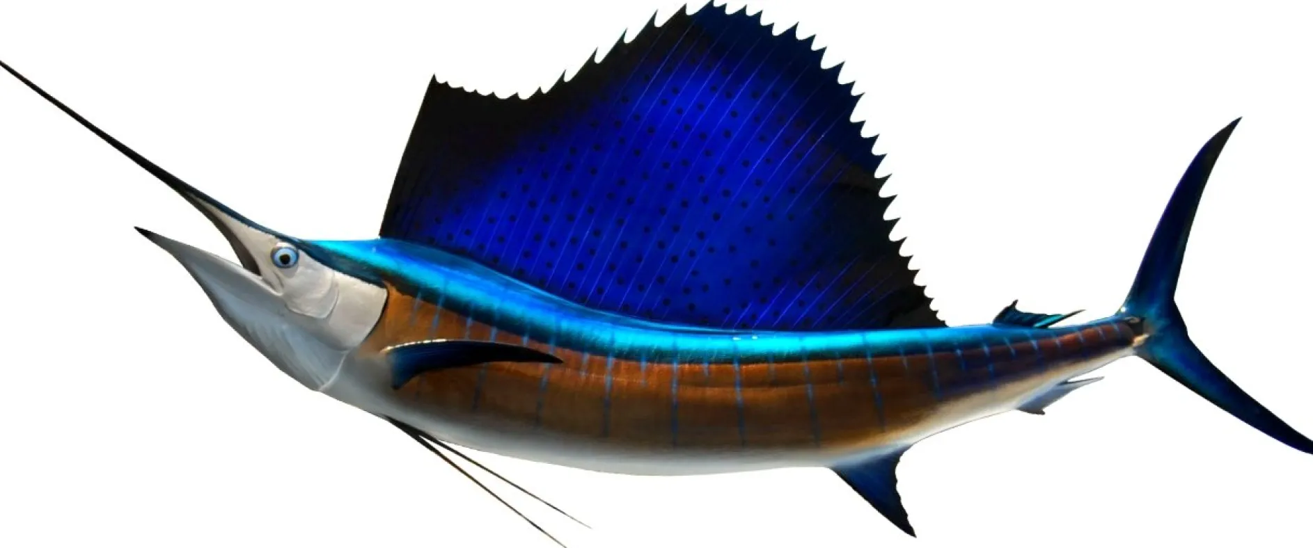 102 INCH SAILFISH