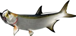 36 INCH TARPON