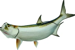 66 INCH TARPON