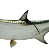 54 INCH TARPON