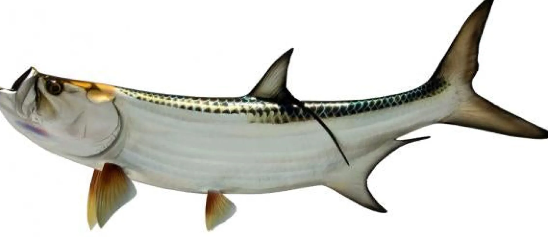 54 INCH TARPON