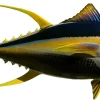 66 INCH YELLOWFIN TUNA