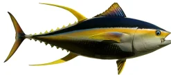 66 INCH YELLOWFIN TUNA