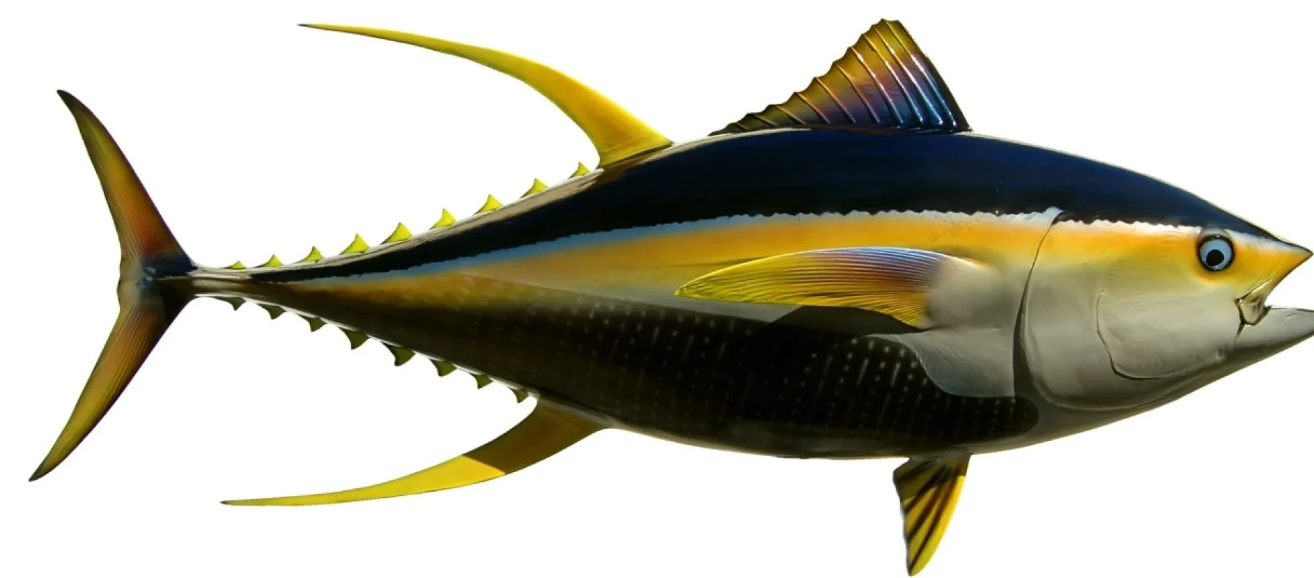 66 INCH YELLOWFIN TUNA