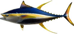 55 INCH YELLOWFIN TUNA