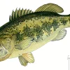 Largemouth Bass I