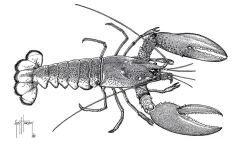 Maine Lobster Stipple