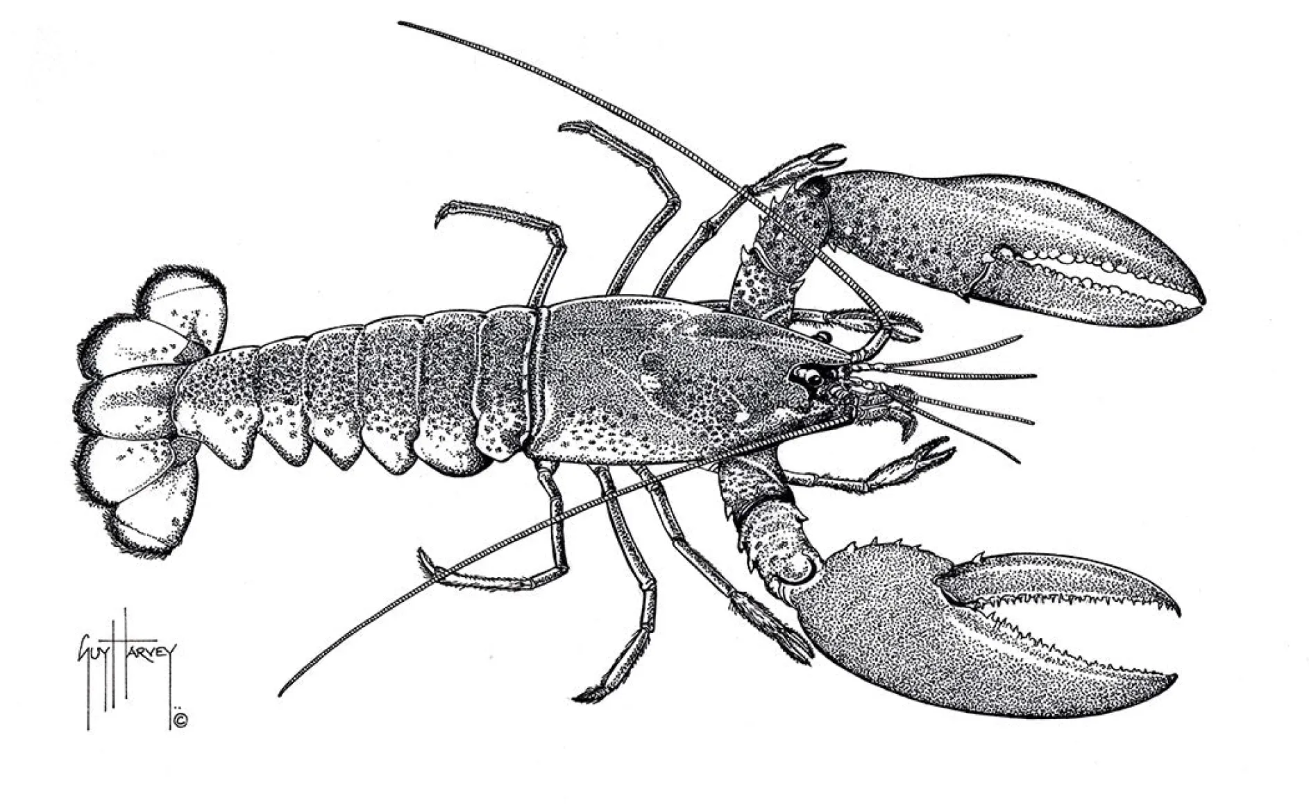Maine Lobster Stipple