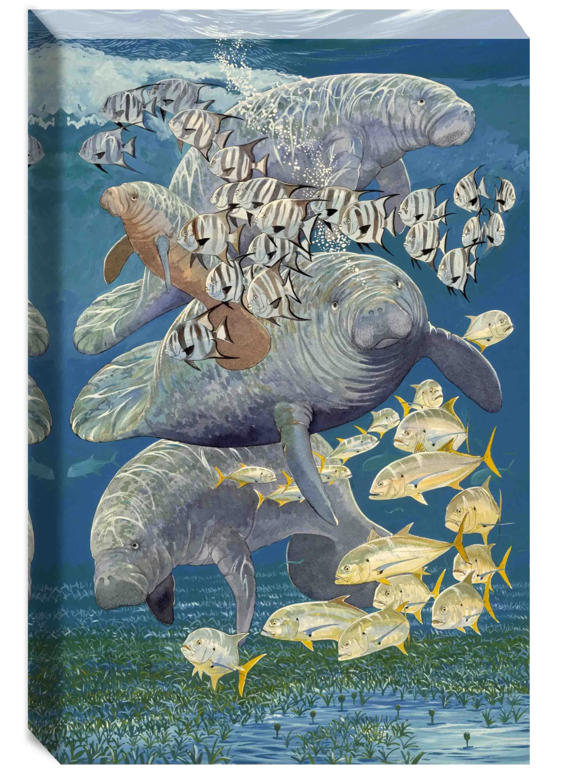 "Manatees" Small Canvas Art