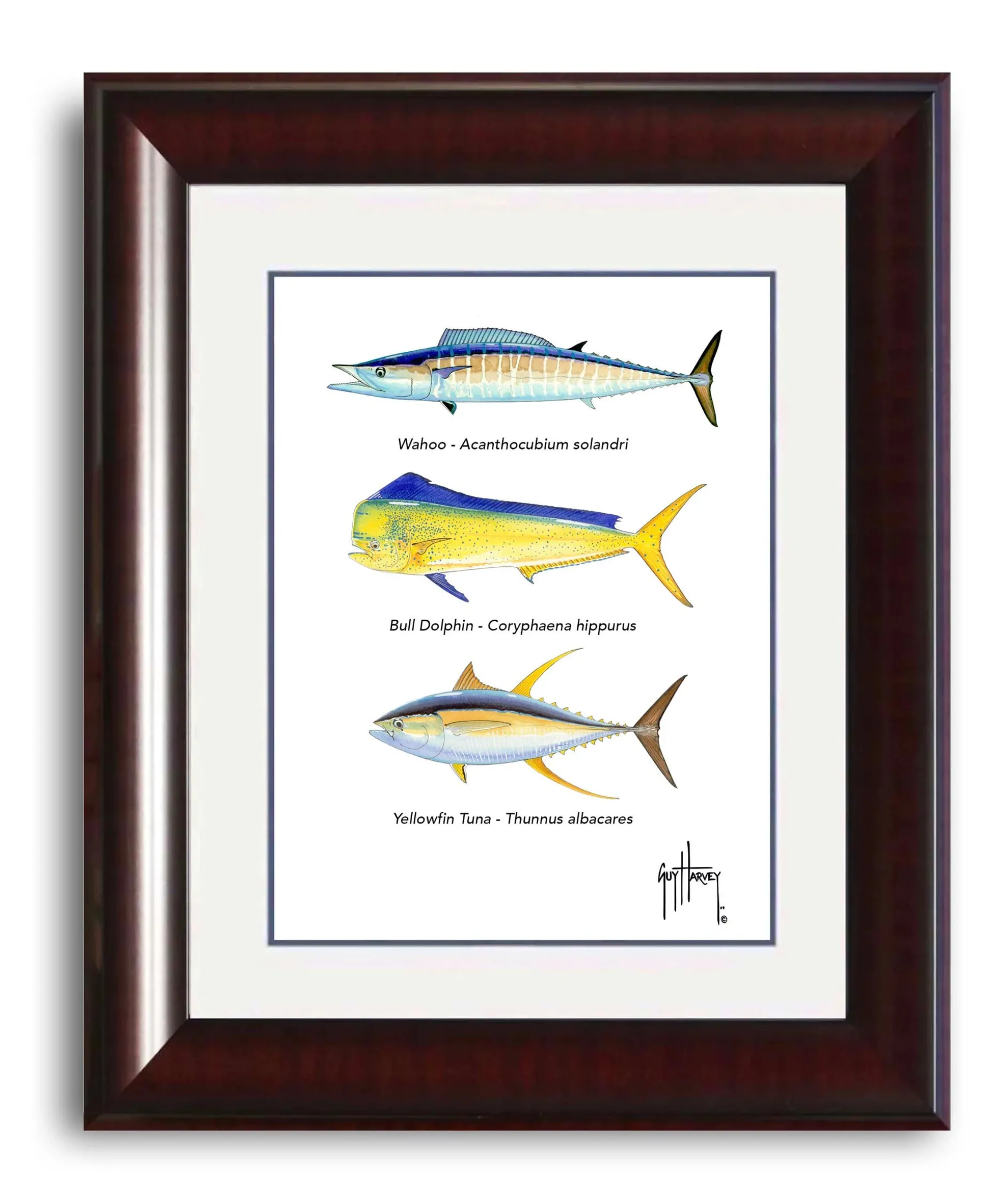 "Offshore Slam Species" Grande Mini Print
