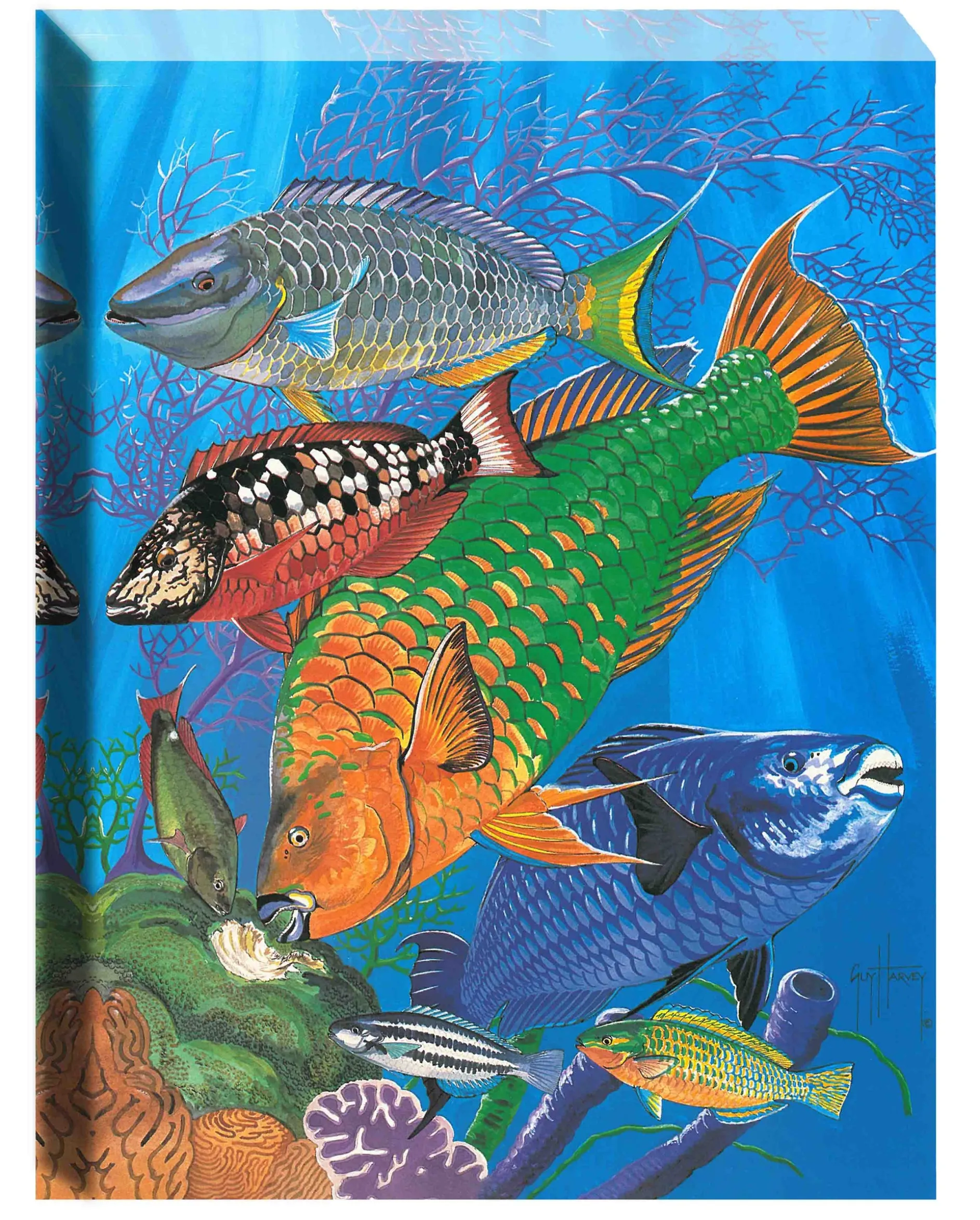 "Parrotfish Reef" Small Canvas Art