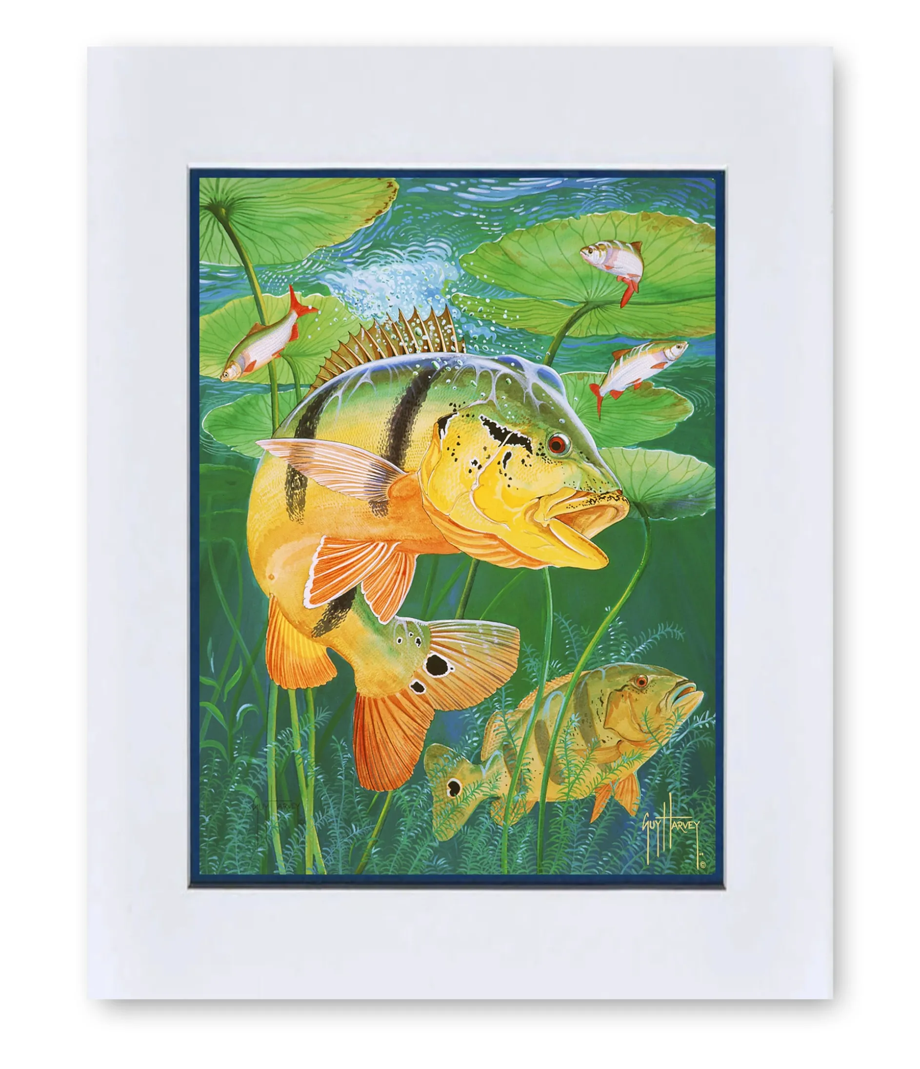 "Peacock Bass" Mini Print