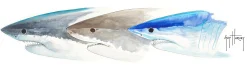 Shark Heads II