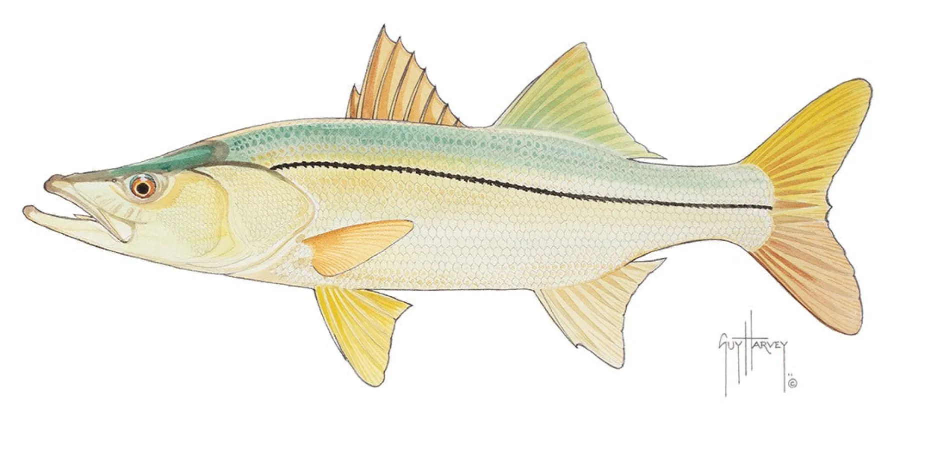 Snook