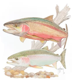 Steelhead Trout