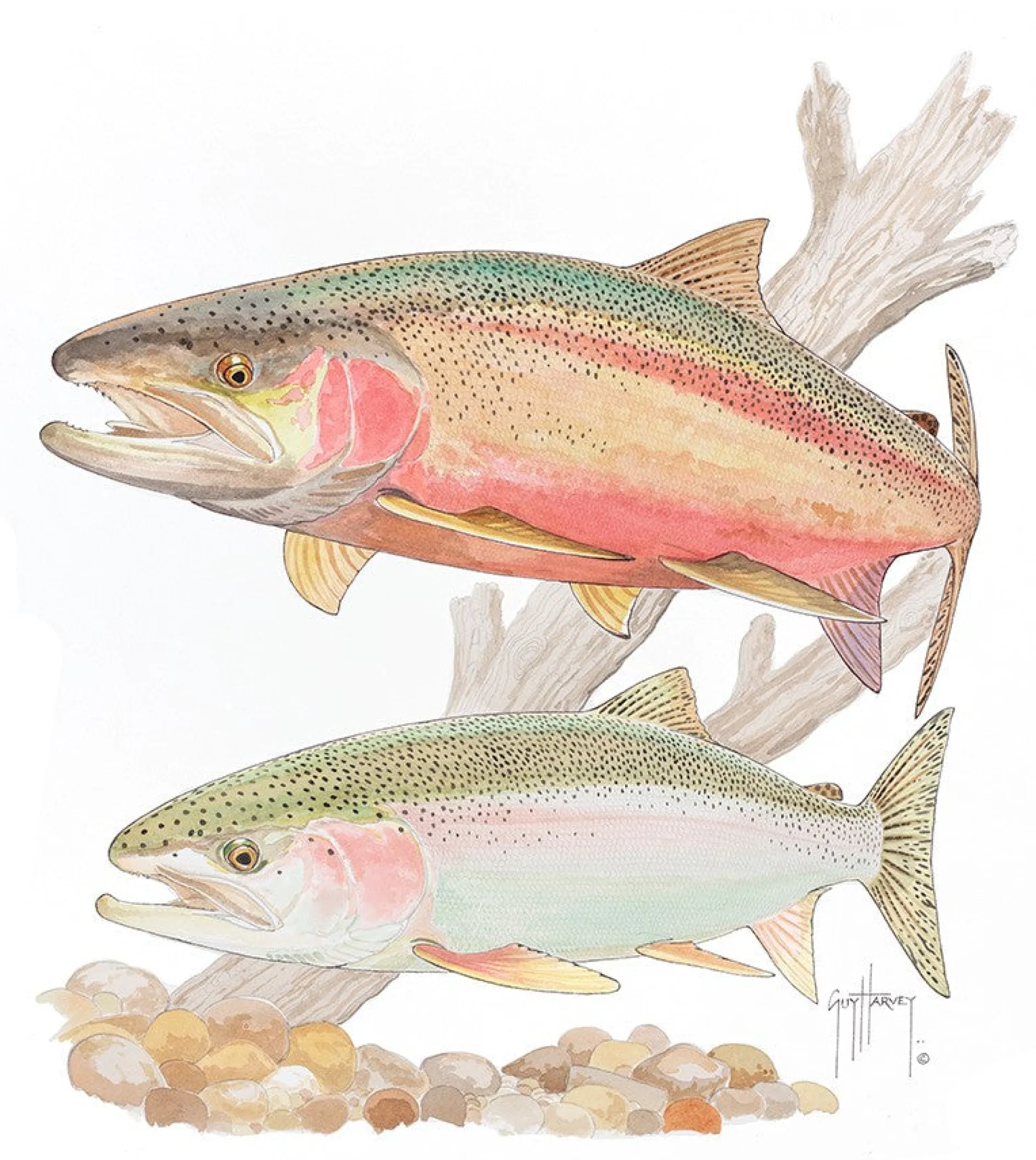 Steelhead Trout