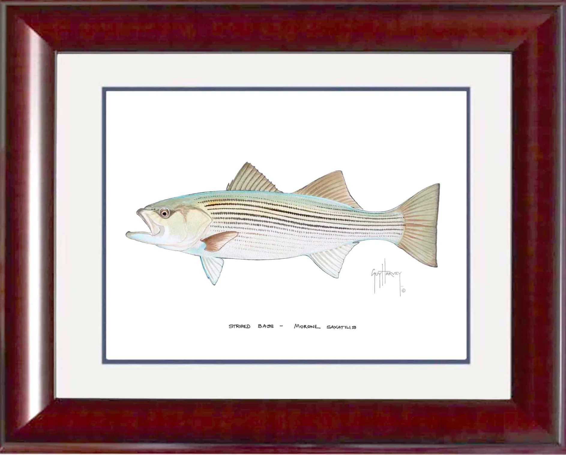 "Striped Bass" Grande Mini Print
