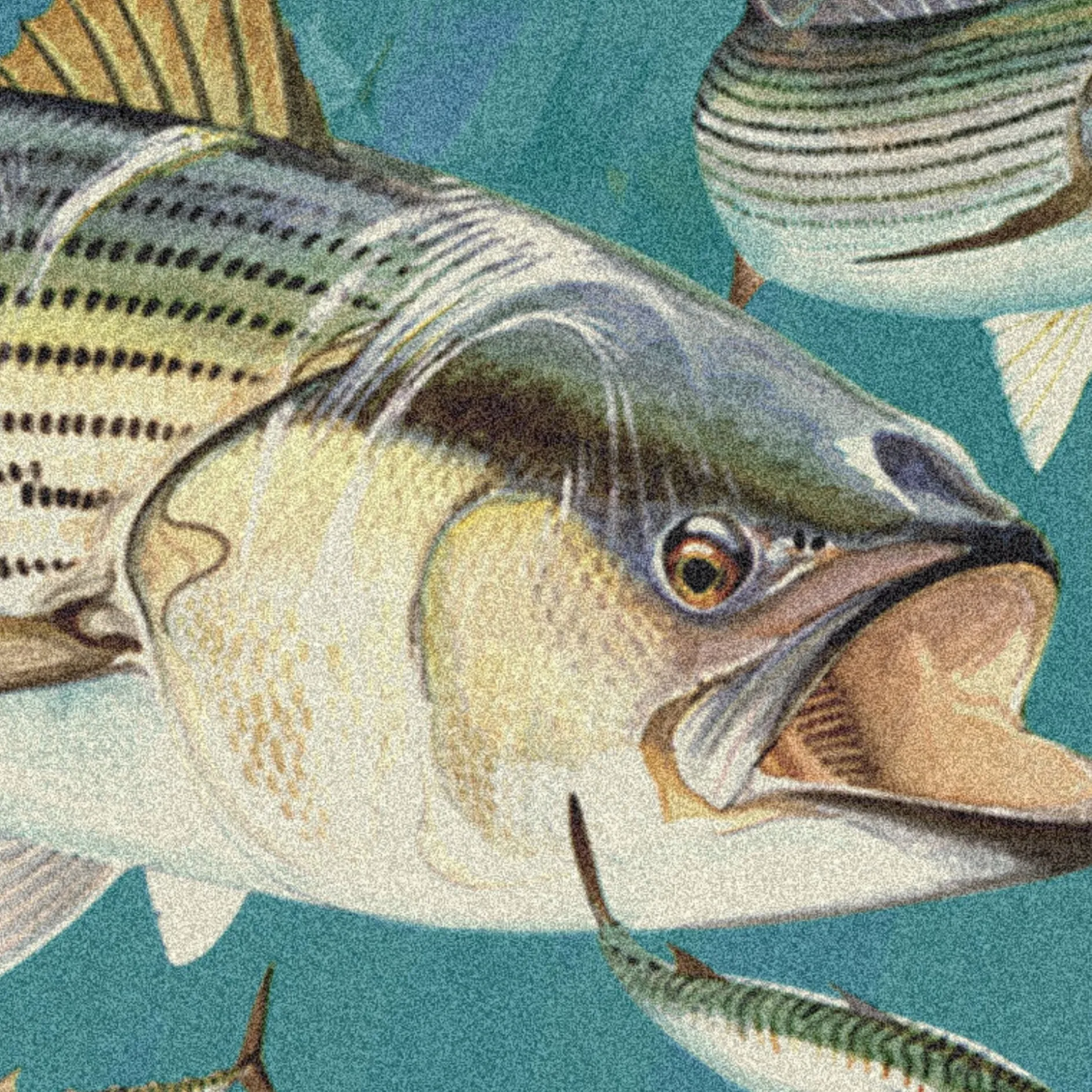 Stripped Bass Area Rug