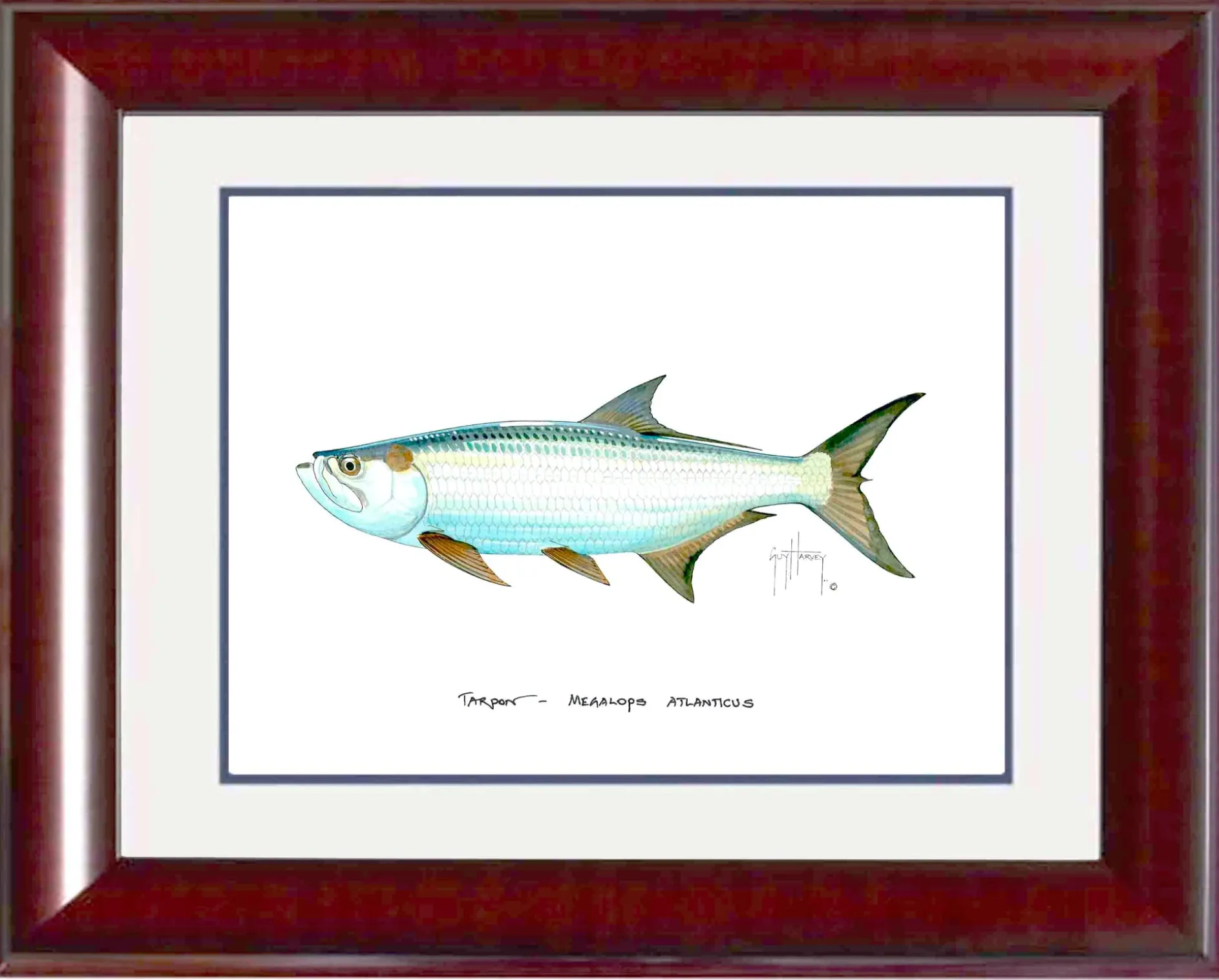 "Tarpon" Grande Mini Print