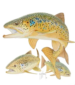 Three Brown Trout