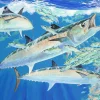 THREE KINGS