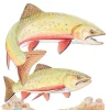 Two Brook Trout II