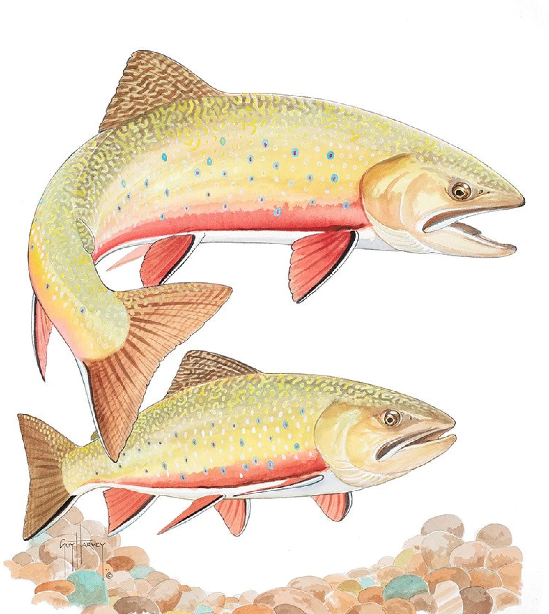 Two Brook Trout II