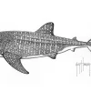Whale Shark Stipple