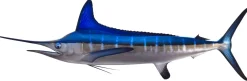 White Marlin Mount