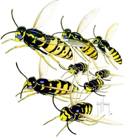 YELLOW JACKETS